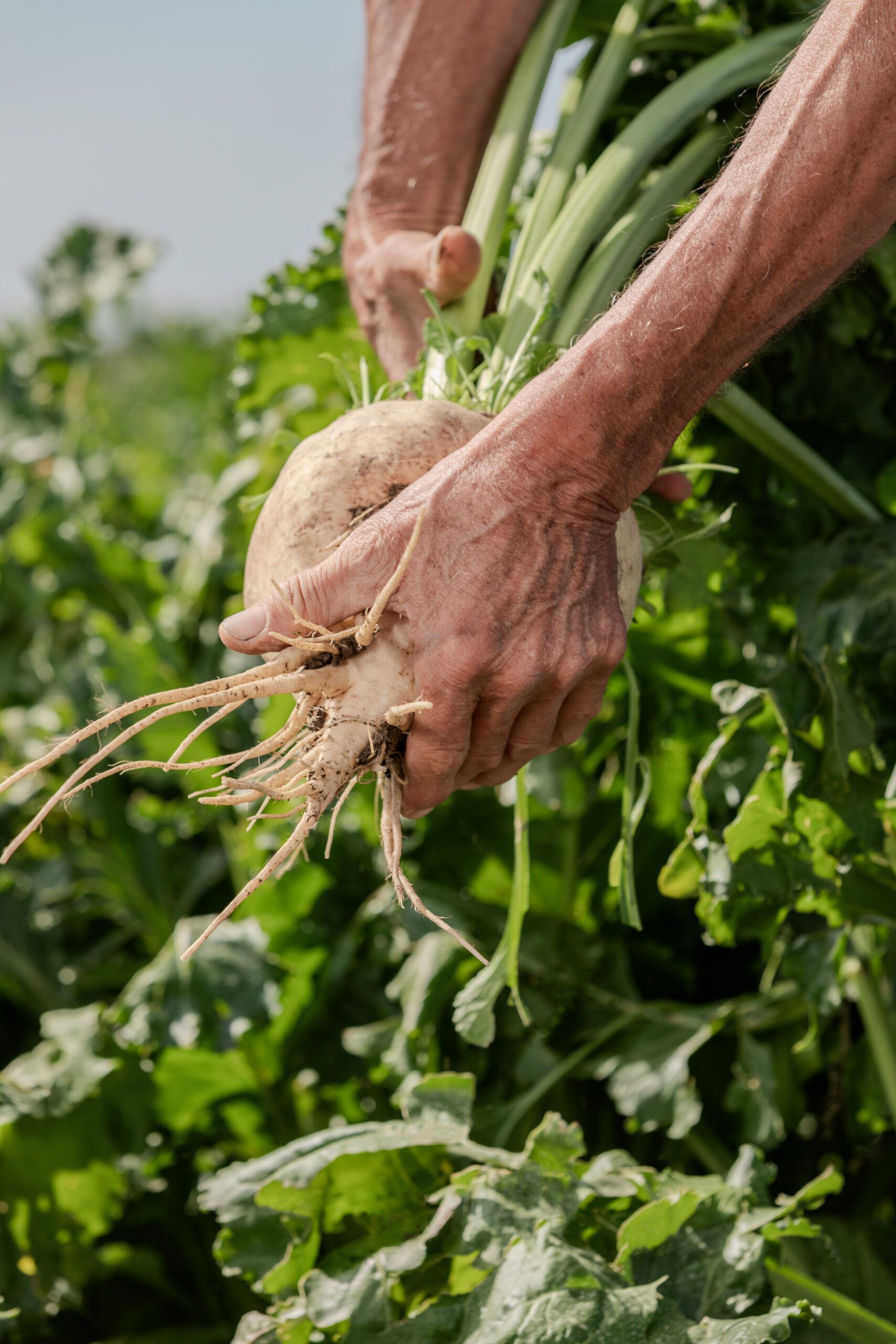 Italia Zuccheri, Scegli l'Italia