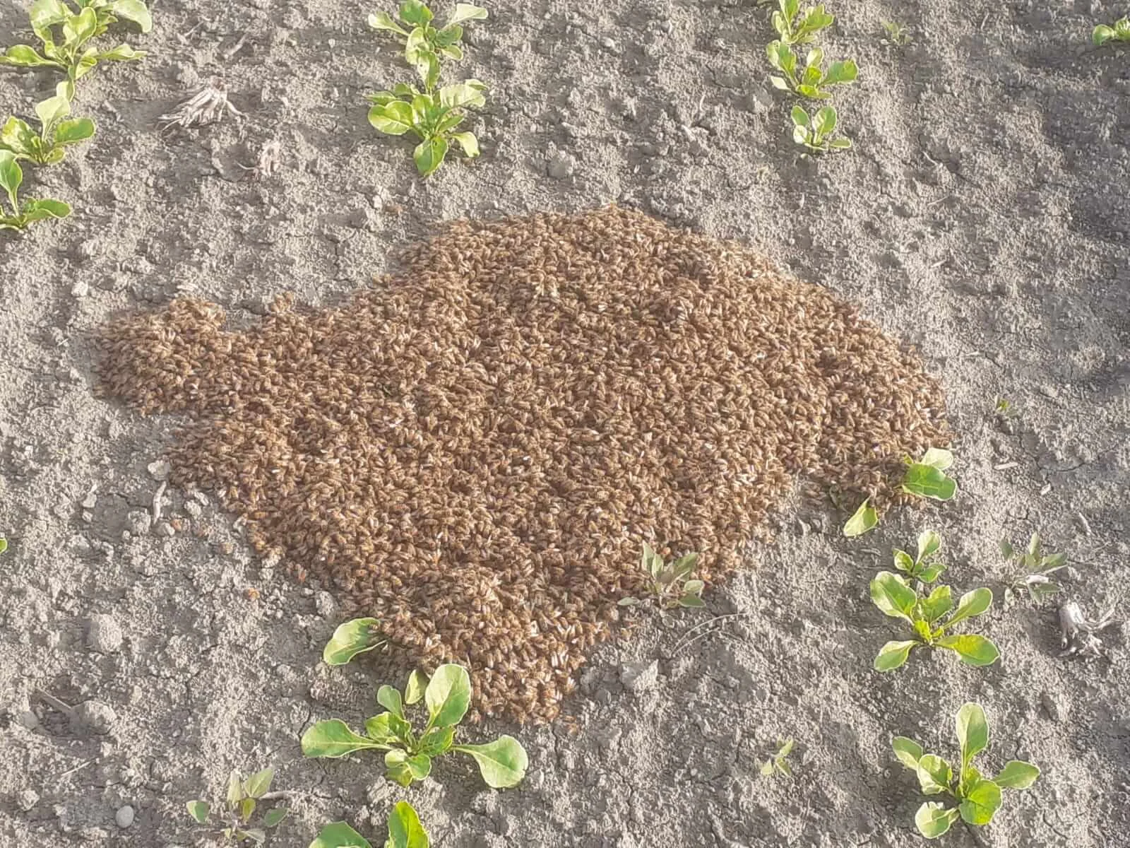 Api che riposano sulle prime foglie di Barbabietola da zucchero. 21/04/2021 - campo di barbabietole a San Martino di Venezze (RO)