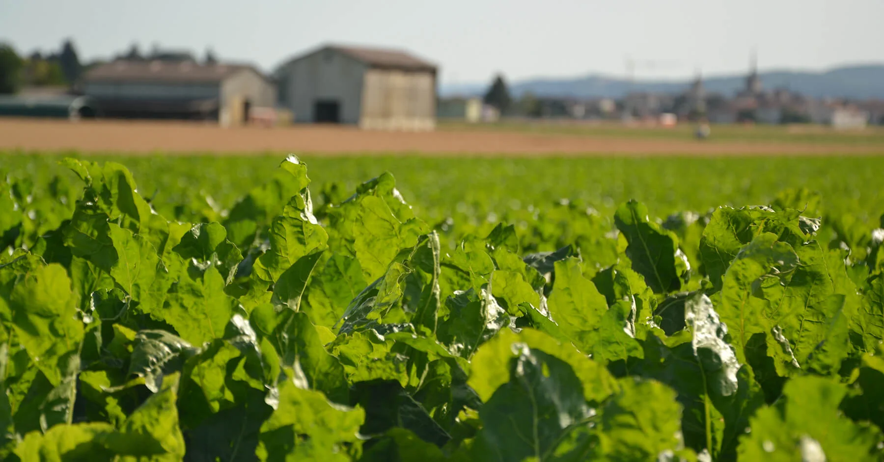 Italia Zuccheri, Scegli l'Italia