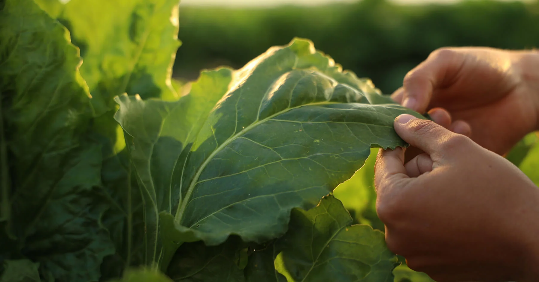 Italia Zuccheri, Agricoltura sostenibile